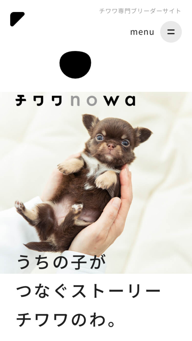 チワワnowa